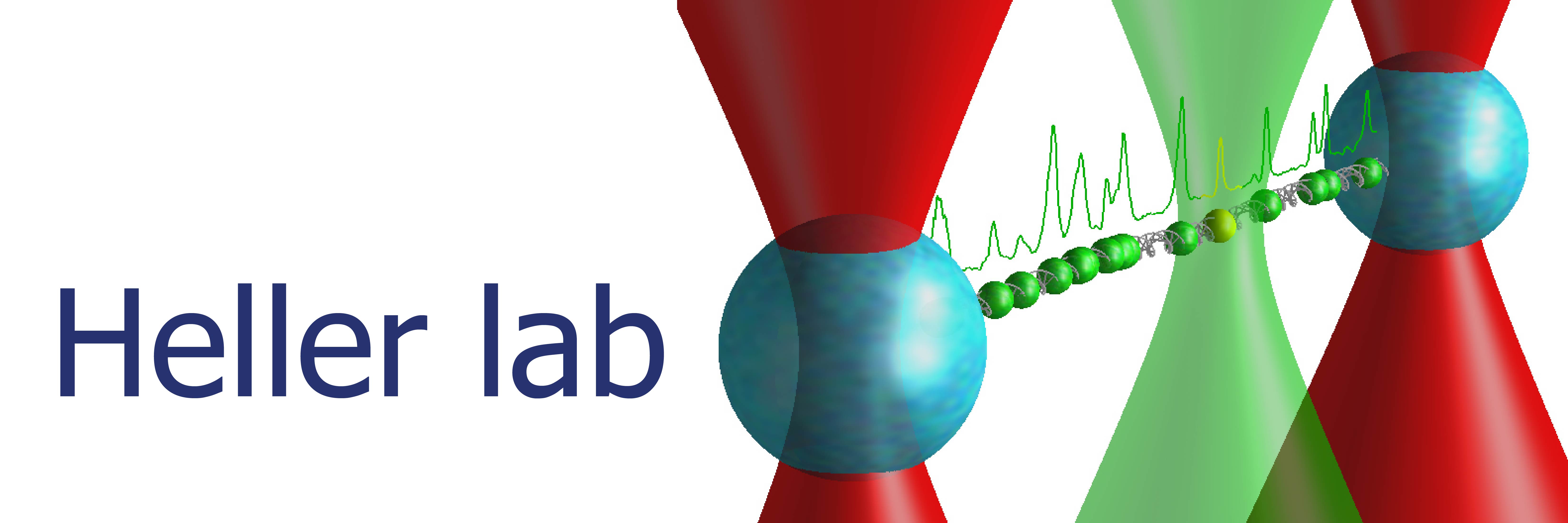 Heller lab